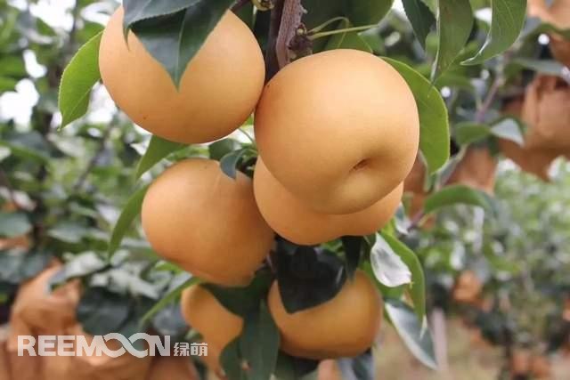 蘋(píng)果和梨作為我國(guó)的傳統(tǒng)水果，其種植面積一直很大，前者產(chǎn)量為4000多萬(wàn)噸，后者產(chǎn)量近2000萬(wàn)噸。只不過(guò)近年來(lái)它們的命運(yùn)并不是太好，價(jià)格迎來(lái)了持續(xù)低迷。就拿蘋(píng)果來(lái)說(shuō)，今年年初至今一直低迷不振，庫(kù)存蘋(píng)果5月份時(shí)已跌至5毛左右，6月份時(shí)跌到2-3毛一斤，8月份時(shí)更是以1-2毛賤價(jià)賣(mài)給榨汁廠。而受庫(kù)存蘋(píng)果的爛市，早熟蘋(píng)果價(jià)