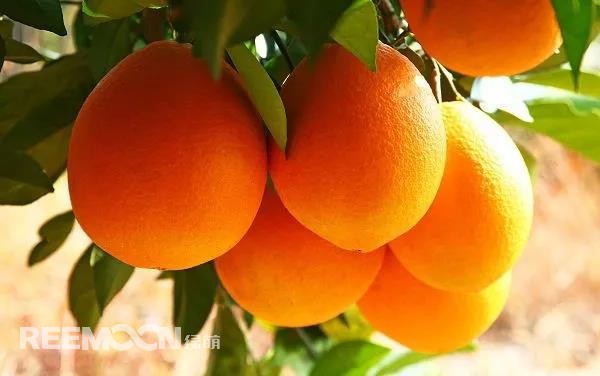 定了！定了！定了！2021年贛南臍橙開(kāi)摘時(shí)間確定11月1日贛南臍橙正式開(kāi)摘！!10月9日，小編從贛州市贛南臍橙協(xié)會(huì)五屆二次理事會(huì)上獲悉，根據(jù)贛州市果業(yè)發(fā)展中心對(duì)全市贛南臍橙采樣檢測(cè)結(jié)果以及氣象部門(mén)氣候預(yù)測(cè)等因素的綜合分析，經(jīng)充分討論并表決通過(guò)，確定2021年贛南臍橙開(kāi)始采摘時(shí)間為11月1日。想念了一年的贛