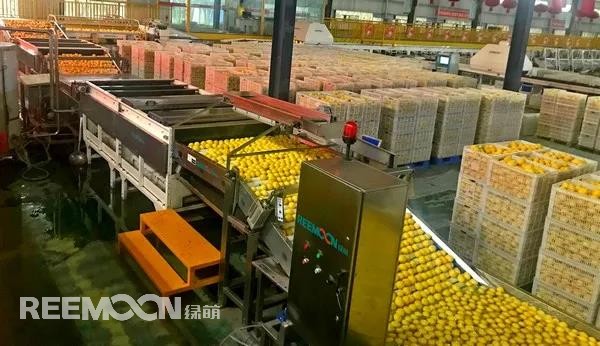 新一季的檸檬于九月中旬上市，采摘季將持續(xù)到十二月底結(jié)束。今年檸檬的品質(zhì)比往年更好，但產(chǎn)量較降低了近40%。王國(guó)龍是重慶匯達(dá)檸檬科技集團(tuán)有限公司的銷(xiāo)售經(jīng)理，他首先介紹了產(chǎn)地方面的情況，“一方面，受低溫霜凍和春旱天氣影響，部分果樹(shù)被凍。另一方面，疫情之下，一些基地的管理水平跟不上，這也導(dǎo)致本季產(chǎn)量有所降低。