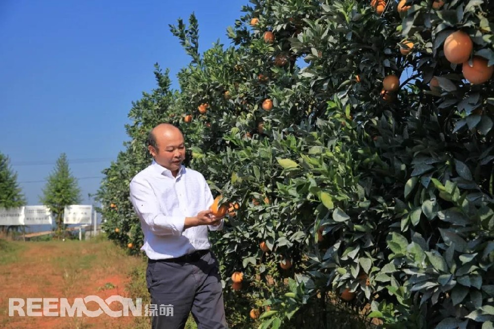 江西綠萌科技控股有限公司董事長朱壹我是第3次造訪綠萌位于江西省信豐縣大阿鎮(zhèn)的現(xiàn)代農(nóng)業(yè)科技示范基地。與前幾次來的時間不同，這趟過來恰逢果實成熟期。我們品嘗了幾個品種，口感都非常好。尤其是我最愛的“雞尾葡萄柚”，糖度普遍在13%以上，風(fēng)味令人記憶深刻。“現(xiàn)在除了臍橙和‘雞尾葡萄柚’，還有其他適合的品種