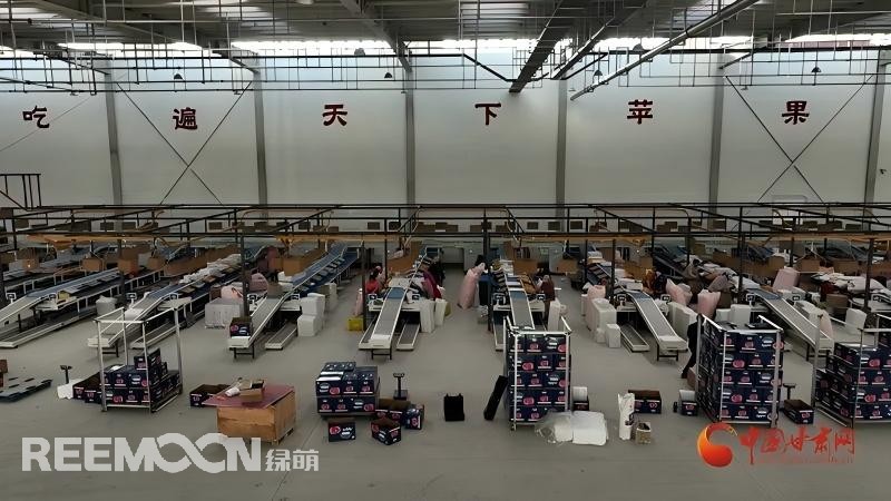 “這個綠萌‘呵福式’智能四通道一體自動化分揀包裝生產(chǎn)線剛安裝上就投入使用，高效便捷。幫我們完成對尼泊爾出口的300噸蘋果分揀包裝。”靜寧蘋果產(chǎn)地冷鏈物流園運營團隊負責(zé)人孫杰錕在剛剛建成投入使用的分選車間邊忙向記者解說。“目前就分揀車間創(chuàng)造就業(yè)崗位三百多個，其中包裝工約300人、檢果工50人、裝卸工20人，為周